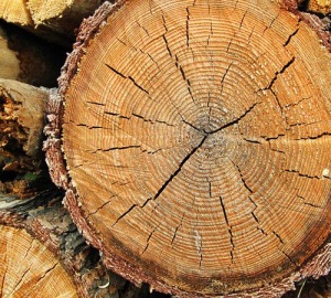 中国木材市场迎来向上行情 挑战不容忽视